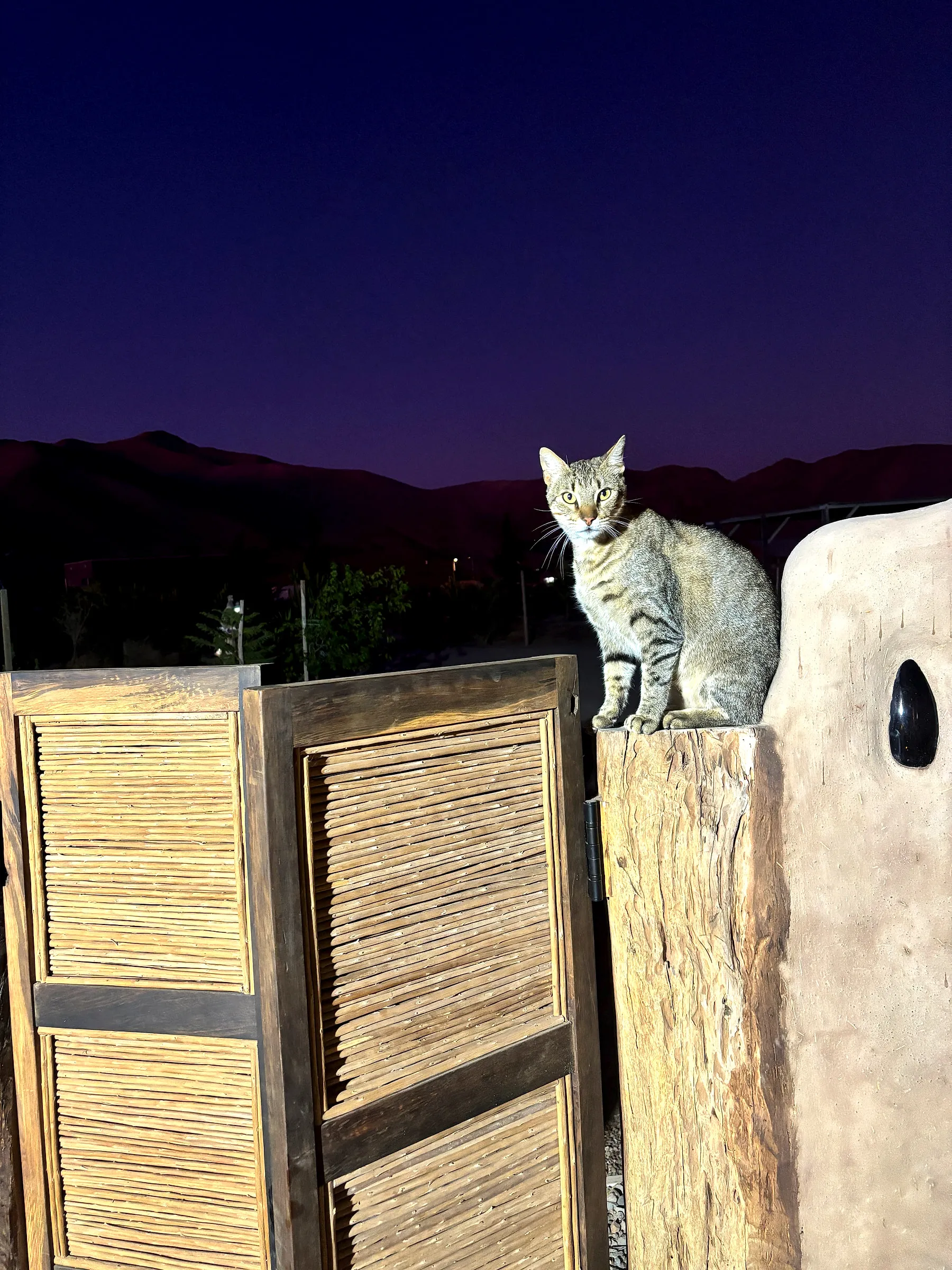El gato de la casa sentado sobre un muro de adobe al anochecer